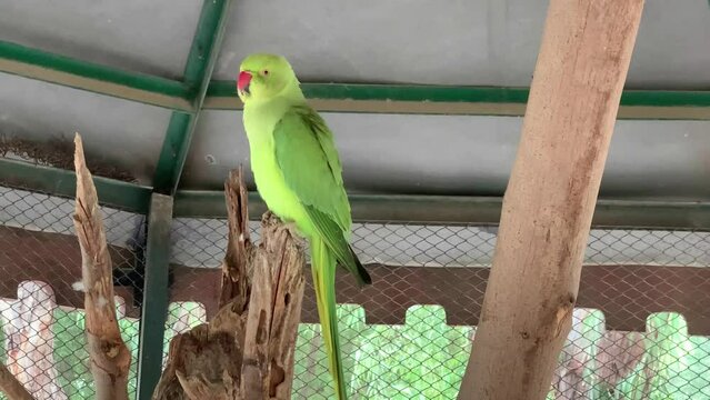 A Green Necklace Parrot Sits A Cage in The DG Khan Zoo. Natural habitat. Green parrot perched on a log in zoo. 4K Footage.