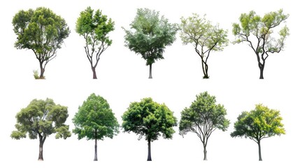 Obraz premium Tree set collection, isolated on white backgound Generative AI