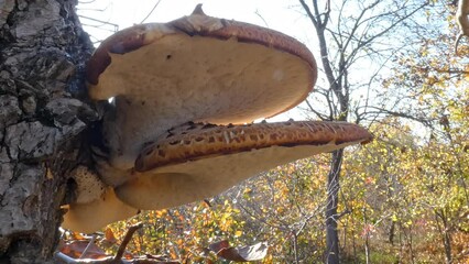 Close-up of a brown Dryad's Saddle mushroom growing on a tree. Edible Cerioporus squamosus mushroom, garden pest, fungus-parasite