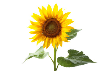 Classic Sunflower with Leaves Isolated on White Transparent Background, PNG
