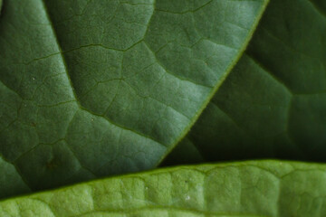 Abstract blur pattern of leaf veins