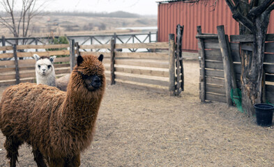 Brown and white alpacas live in a barn,
