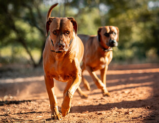 Two brown dogs pictured in a park setting