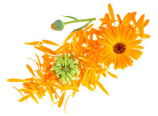 Calendula flowers with buds and petals isolated on a white background, top view. Marigold flowers.