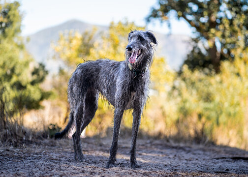 Scottish deerhound in a forest setting