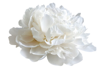 Pure White Peony Flower Isolated on White Transparent Background, PNG
