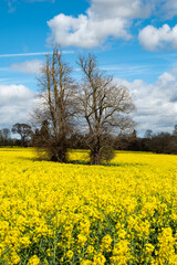 kwitnące pola rzepaku © Mariusz