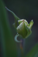 The splendor and vibrant colors of a bud tulip; Tulip; closeup photography