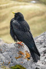 An Alpine chough, Pyrrhocorax graculus, a black bird of the crow family, standing on a rock in the Dolomites, Italy          