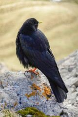 Alpine chough, Pyrrhocorax graculus, a black bird of the crow family, standing on a rock in the Dolomites, Italy	
