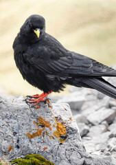 An Alpine chough, Pyrrhocorax graculus, a black bird of the crow family, standing on a rock in the Dolomites, Italy           - 775237065