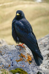 An Alpine chough, Pyrrhocorax graculus, a black bird of the crow family, standing on a rock in the Dolomites, Italy           - 775237070