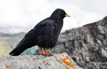 An Alpine chough, Pyrrhocorax graculus, a black bird of the crow family, standing on a rock in the Dolomites, Italy           - 775237076