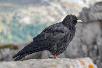 Alpine chough, Pyrrhocorax graculus, a black bird of the crow family, standing on a rock in the Dolomites, Italy	 - 775237082