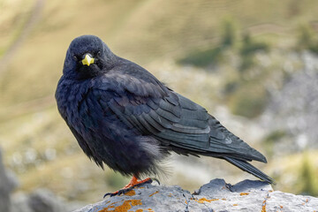 Alpine chough, Pyrrhocorax graculus, a black bird of the crow family, standing on a rock in the Dolomites, Italy	 - 775237084