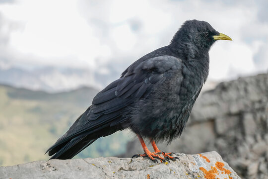 Alpine chough, Pyrrhocorax graculus, a black bird of the crow family, standing on a rock in the Dolomites, Italy	