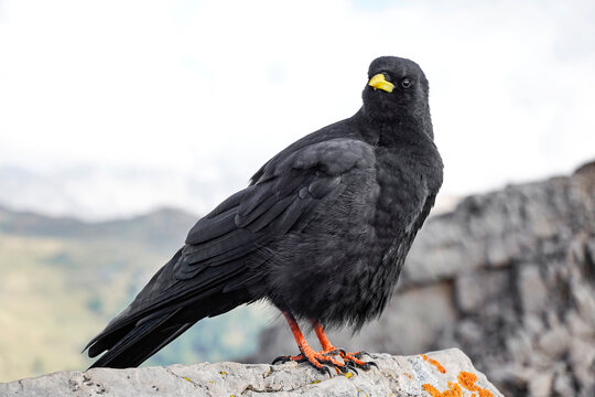 An Alpine chough, Pyrrhocorax graculus, a black bird of the crow family, standing on a rock in the Dolomites, Italy          