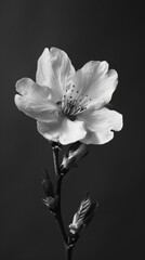 Black and white image of a cherry blossom
