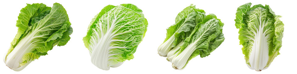 Chinese cabbage vegetable food ingridient cutout png transparent background
