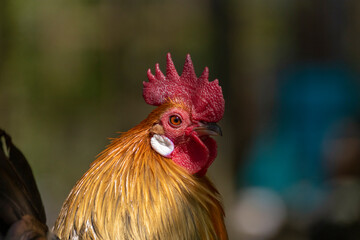close up of a rooster portrait