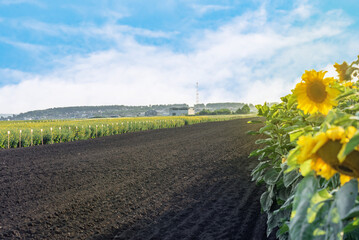 a clearing with sunflowers and a plowed field against a blue sky background, selective focus
