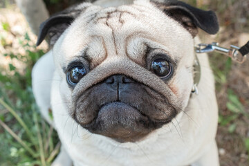 The muzzle of a happy smiling pug dog in close-up, selective focus