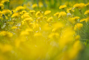 yellow dandelions in a clearing, close-up, selective focus, yellow haze