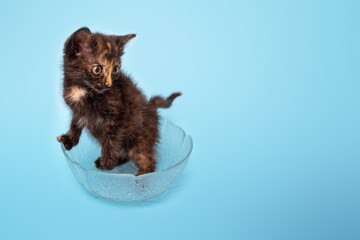 studio portrait of a small tricolor kitten in a bowl on a blue background, close-up, selective focus