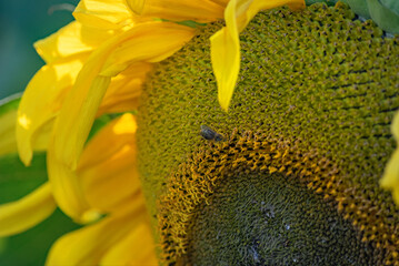 a ripe sunflower flower with a bee on it, close-up, selective focus