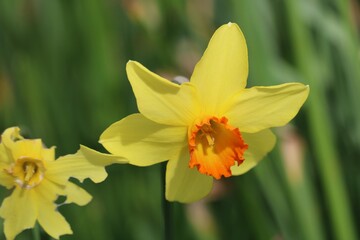 Jonquilles