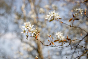 beautiful white blossom in spring time
