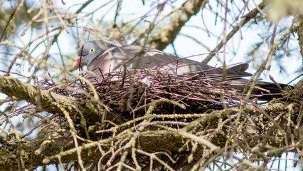 nest with eggs