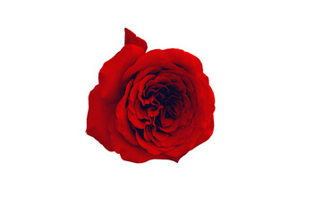 red rose isolated on white render
