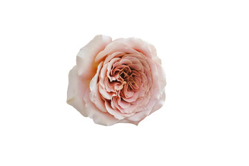 pink rose isolated on white render