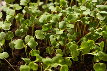 Roundup cultivation of microgreens in containers for food consumption. Sprouting of a mix of vegetables. Macro photography.