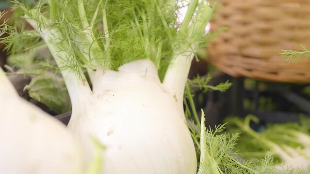 Fennel Whispers: Spring's Aromatic Promise at the Market