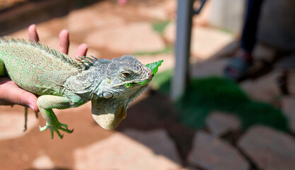 Iguana on the hand of a man and eating leaf