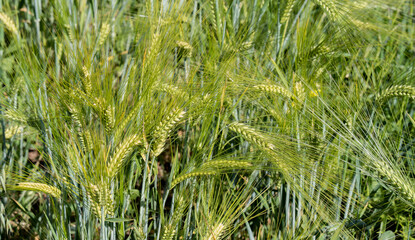Close up of cereal crops ears in a summer field. Young green stems of cereal crop, rye.
