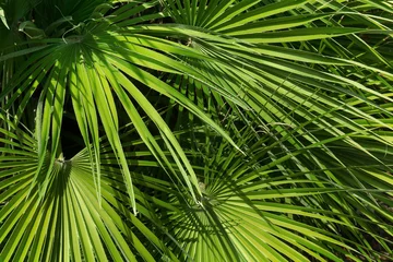 Rolgordijnen Beautiful palm leaves in park on sunny day © Pixel-Shot