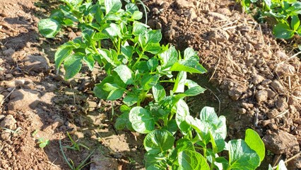 Potato plants in the field