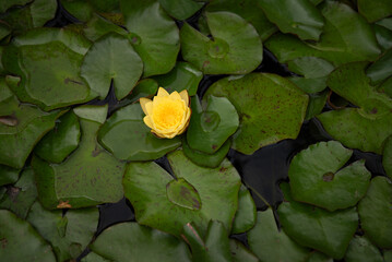 yellow water lily surrounded by green leaves in the water near waterfall