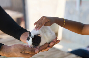 Black and white guinea pig in human hand Animal concept