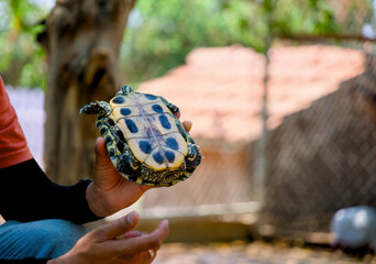 Turtle in the hand of a man on a blurred background