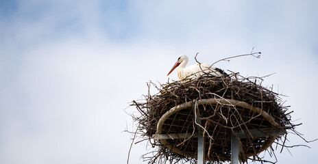 Couple white storks on the nest, stork breeding in spring, ciconia, Alsace France, Oberbronn
- 775253098