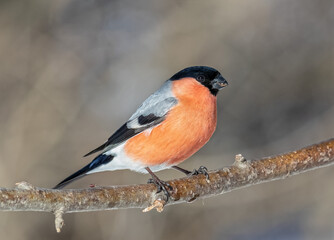 Bullfinch