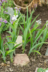 Iris Magnifica flowers in Saint Gallen in Switzerland