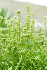 Norwegian whitlow grass or Draba Norvegica plant in Saint Gallen in Switzerland