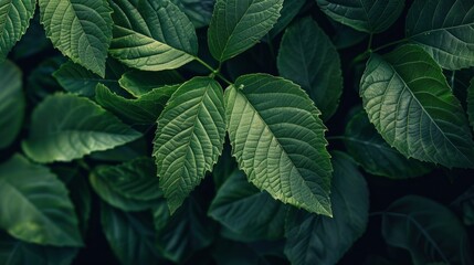 Close up photo of lush green exotic tropical leaves