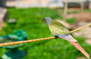 green parrot on a rope in the garden closeup of photo