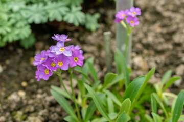 Primula Ellisiae flowers in Saint Gallen in Switzerland